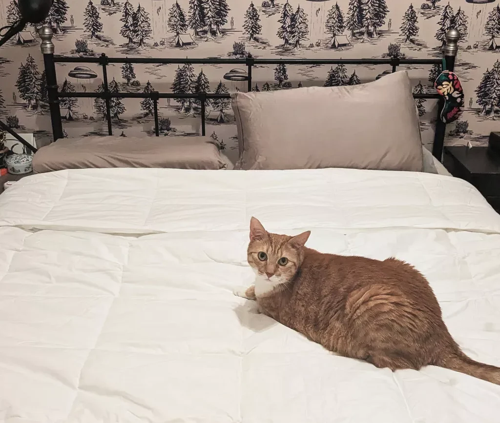 The Company Store Cool Zzz Premium Comforter